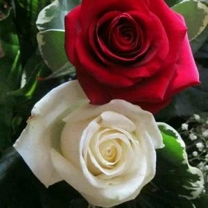 Meet your Posher, Evelyn